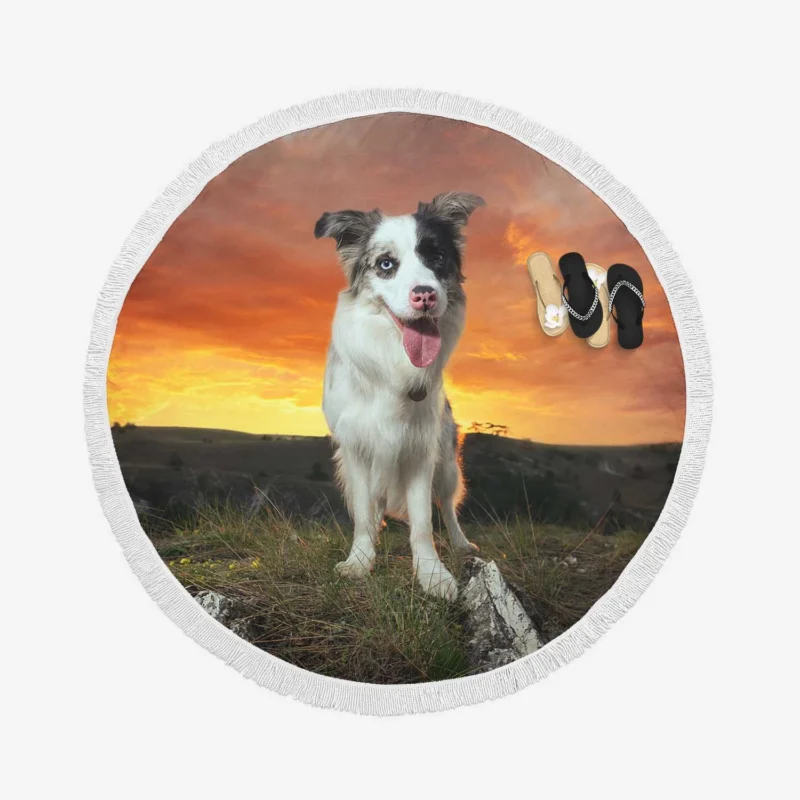 Sunset Landscape with Collie Clouds: Border Collie Round Beach Towel