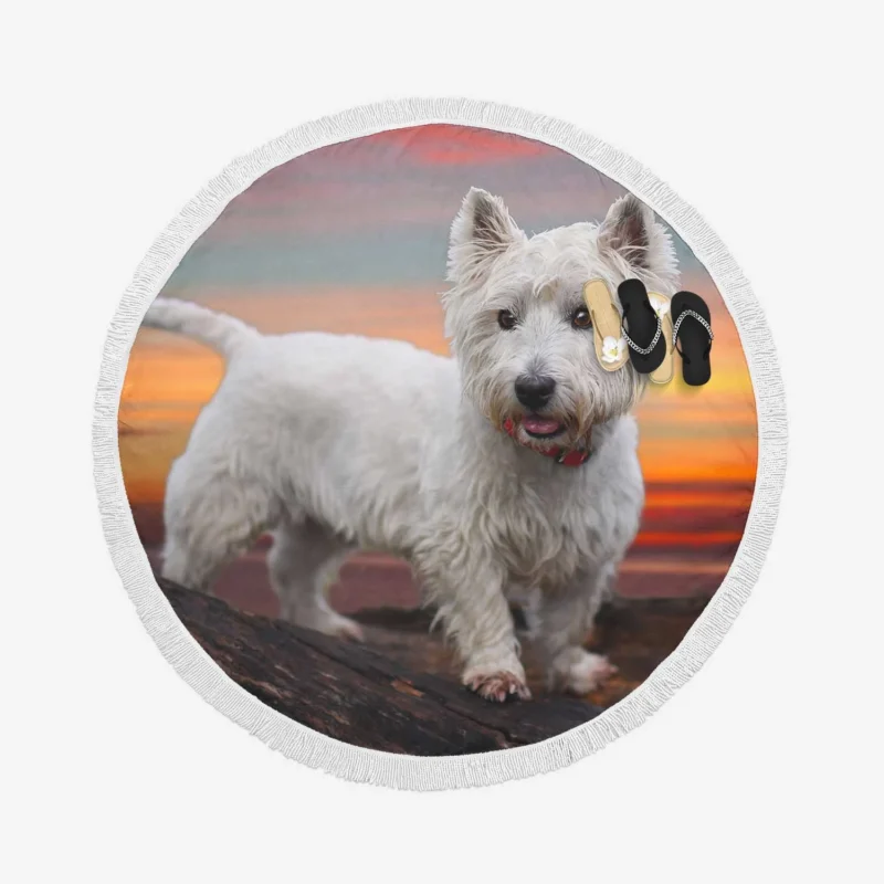 Terrier Charm: West Highland White Terrier Quartet Round Beach Towel