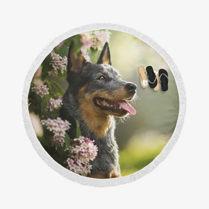 The Agile Working Breed: Australian Cattle Dog Round Beach Towel 1