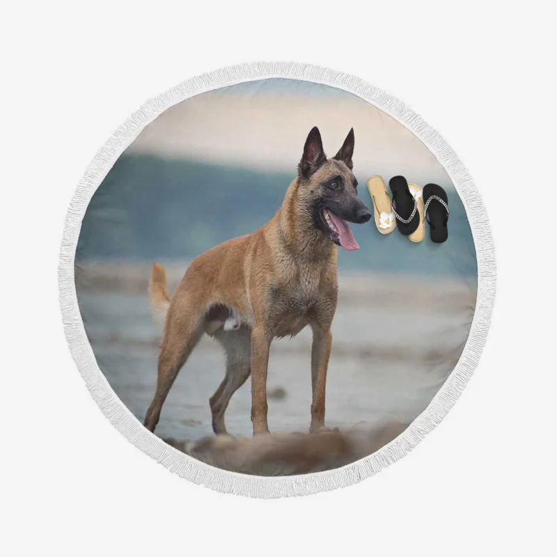 The Belgian Shepherd: Belgian Shepherd Round Beach Towel