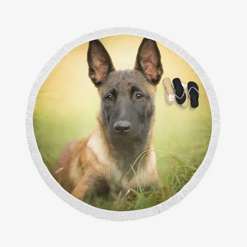 The Belgian Shepherd and Malinois: Belgian Shepherd Round Beach Towel