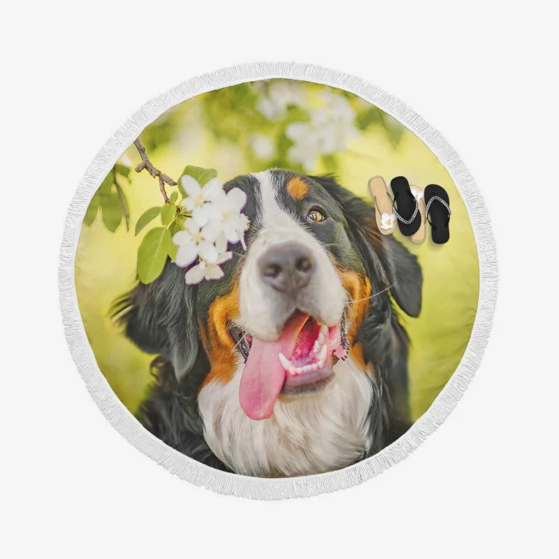 The Bernese Mountain Dog: Bernese Mountain Dog Round Beach Towel