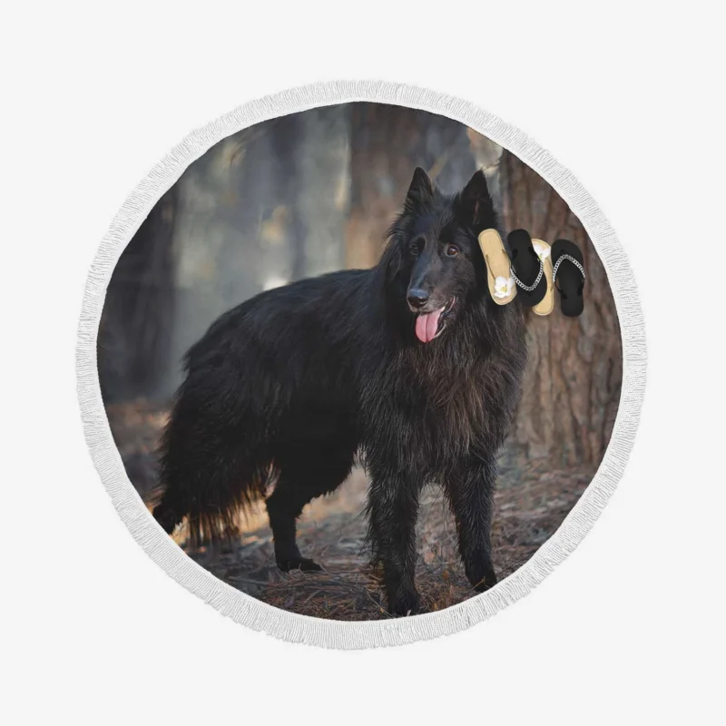 The Groenendael Beauty: Belgian Shepherd Round Beach Towel