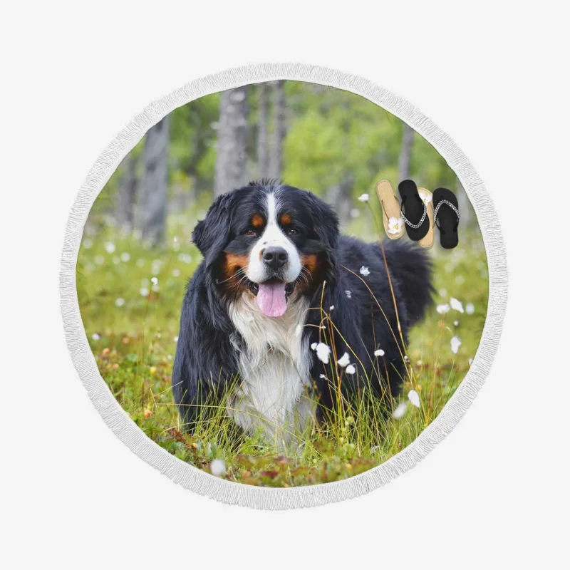 The Majestic Bernese: Bernese Mountain Dog Round Beach Towel