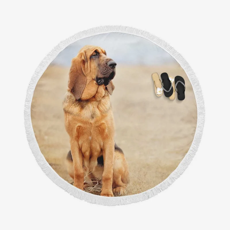 The Noble and Elegant Bloodhound: Bloodhound Round Beach Towel 1