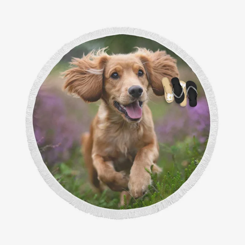 Timeless Elegance: Splendid Spaniel Quartet Round Beach Towel