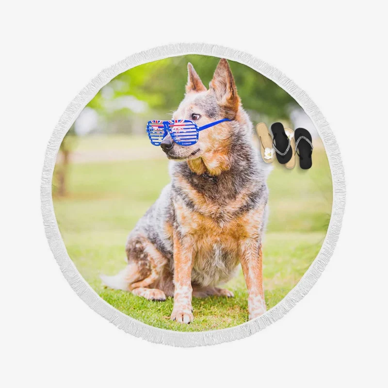 Transforming into an Aussie Look: Australian Cattle Dog Round Beach Towel