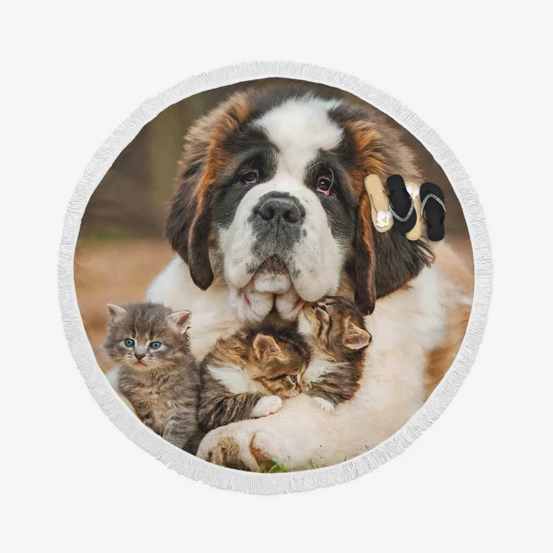 With a Playful Cat and Kitten: St. Bernard Round Beach Towel 1